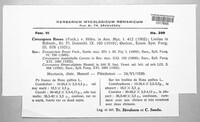 Passalora rosae image